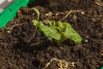 Potato sprouts. The young growth of the potato plant are in soil. Selective phocus.