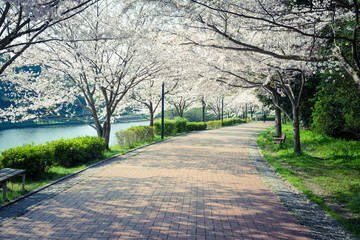 湖畔の桜