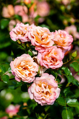 bouquet of pink roses