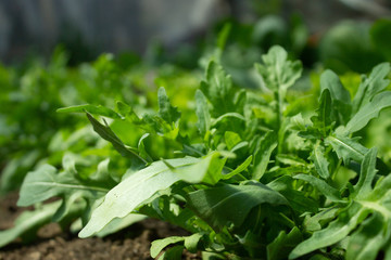 Salat Rucola arugula 