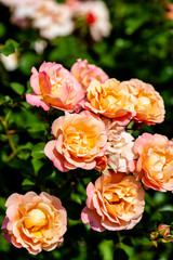 bouquet of orange roses