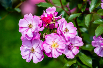 Fototapeta premium pink and white lilac flowers