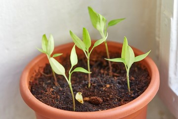 Small plant emerging from a pot