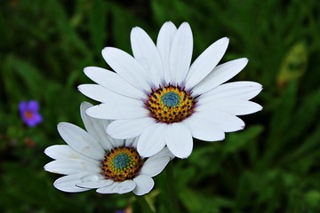 oxeye daisy (giant daisy)