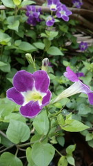 purple and yellow flower