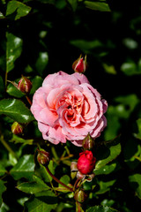 pink rose on a green background