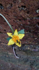 yellow flower in the garden