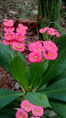pink flowers in the garden