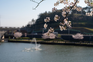 湖畔の桜
