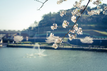 湖畔の桜