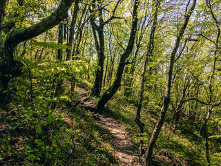 Fototapeta na wymiar A path in a green forest winds between trees on a sunny day.