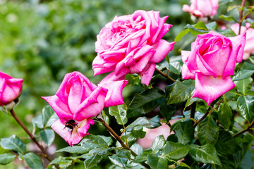 pink rose bush