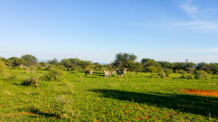 Fototapeta na wymiar Zebra standing in open grassland, South Africa