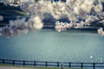 湖畔の桜