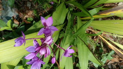 spring flowers in the garden
