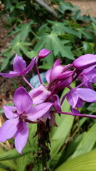 pink and purple flowers