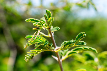 Cu Acacia leaves on branch, South Africa