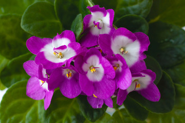 Indoor plant violet close up on a background of green leaves