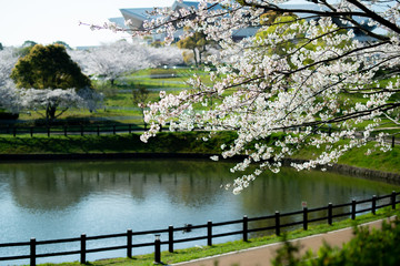 湖畔の桜