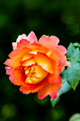 orange rose in garden