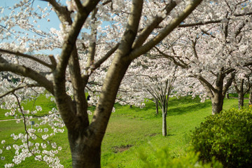 公園の桜