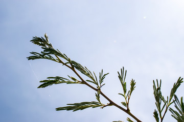 Low angle of Acacia tree branch against blue sky, South Africa