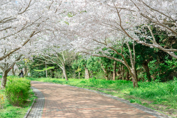 公園の桜