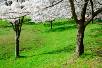 公園の桜