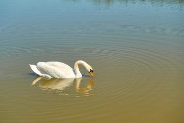 white swan floating on the lake
