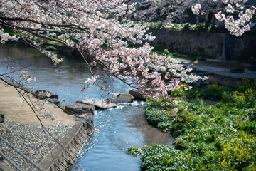 河川敷の桜