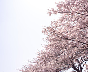 桜　CG素材