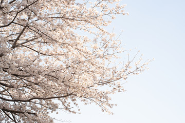 桜　CG素材