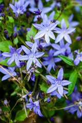 blue flowers on a green background