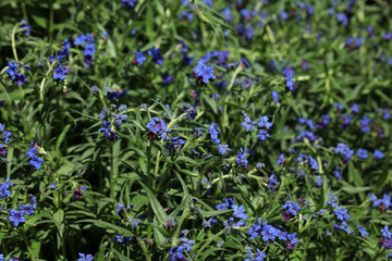 Buglossoides purpurocaerulea  Blauroter Steinsame