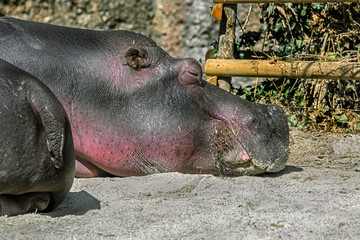 Sleeping hippopotamus head. Latin name - Hippopotamus amphibius	
