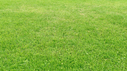 Natural background - beveled grass.
