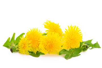 Bunch of fresh yellow dandelions with green leaves isolated on a white background in close-up