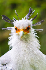 Sekretär (Sagittarius serpentarius)