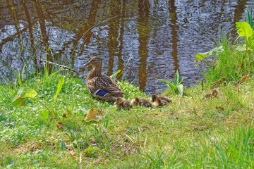 Duck with chicks on the shore of the water channel 