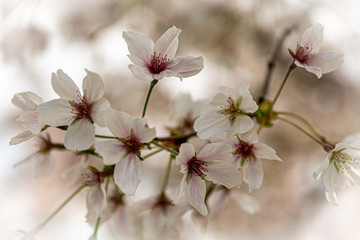pink cherry blossom
