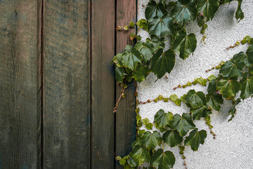 Farbige alte Holztür mit Weinreben Close Up