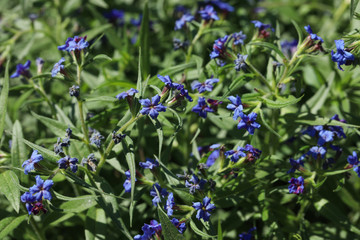 Buglossoides purpurocaerulea  Blauroter Steinsame