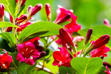 Fototapeta premium red flowers in garden