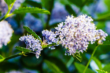 close up of a lilac flower