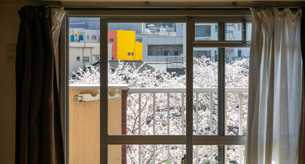 桜の見える部屋