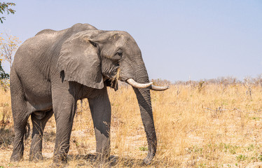 Fototapeta na wymiar Lonely Elephant in the savanna (Kruger National Park, South Africa)
