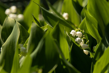 Obraz premium Lily of the valley flower white green leaf muguet