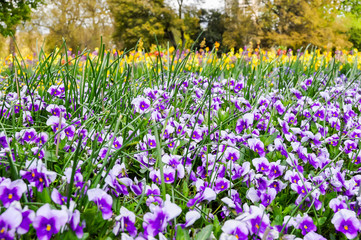 Spring violets in Hyde park, London, UK
