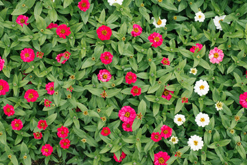 Fototapeta premium Flower background of white and pink zinnias in the summer garden. The view from the top