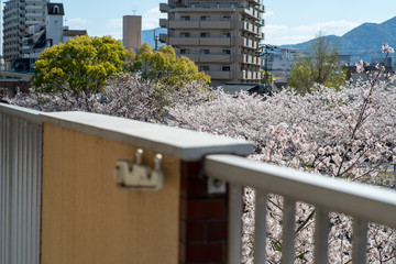 桜